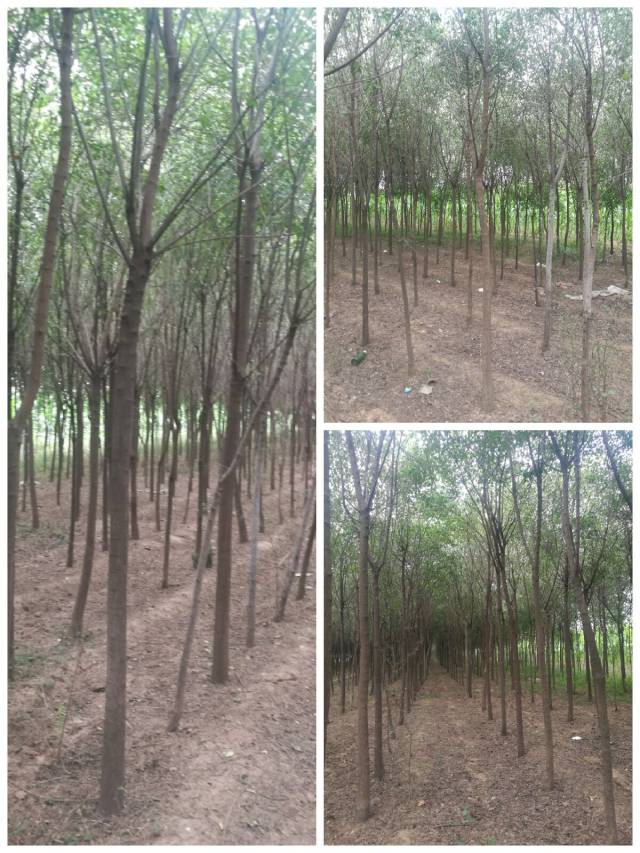 2公分丝棉木最新价格指南，全面了解丝棉木市场行情
