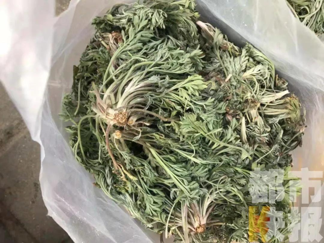 韭菜中毒事件回顾，背景、现状与影响分析