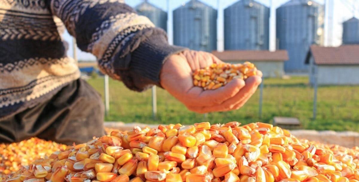 山东最新玉米价格及巷弄深处的玉米香风采